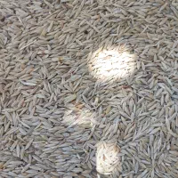 جو دیم درجه یک
