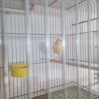 قناری|پرنده|اصفهان, کساره|دیوار