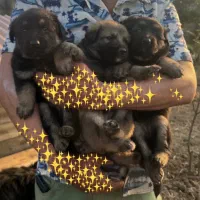 سگ ژرمن|سگ|بندر انزلی, تختی|دیوار