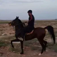 اسب نریان کهرسه نشان|اسب و تجهیزات اسب‌سواری|برخوار, |دیوار