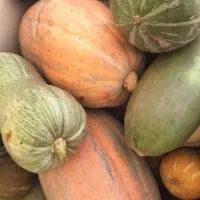 کدو|خوردنی و آشامیدنی|سردرود, |دیوار