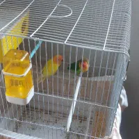 طوطی برزیلی