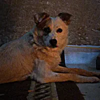 سگ اشپیتز کراس