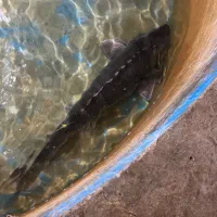 فیل ماهی خاویاری