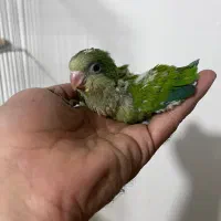 ملنگو رنگی خورشیدی راهب گرینچیک عروس|پرنده|شیراز, شهرک گلها|دیوار