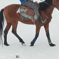 اسب|اسب و تجهیزات اسب‌سواری|تربت جام, یحیی آباد|دیوار