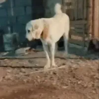 ماده عراقی|سگ|سیلوانه, |دیوار