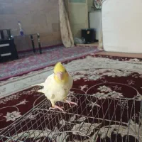 جوجه عروس هلندی|پرنده|مشهد, کارگران|دیوار