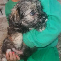 توله سگ دو ماهه