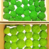 انواع خزه تثبیت شده، ماسوال، دیوار خزه ای، گرینوال