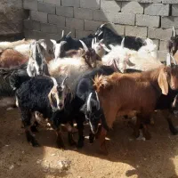 کهره نر|حیوانات مزرعه|شیراز, گویم|دیوار