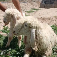 میش دوقلو زا و بره نر هترو