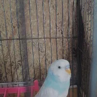 مرغ عشق