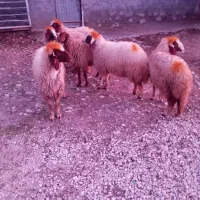 بره ماده|حیوانات مزرعه|سرپل ذهاب, |دیوار