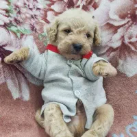 پودل نسکافه ای واکسن زده انگل تراپی شناسنامه دار|سگ|مشهد, هفده شهریور|دیوار