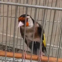 شاه سهره گردن کلفت تازه مست مسابقه ای