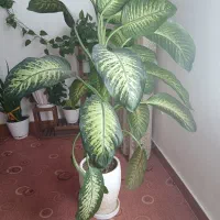 گل دیفن باخیا