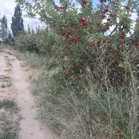 اجاره دادن باغ دارای ۷۰۰ درخت روستای مشگین شهر|اجارهٔ کوتاه‌مدت ویلا و باغ|مشگین شهر, |دیوار