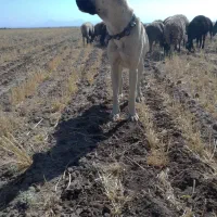 واگذاری سرابی