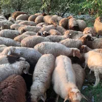 فروش گوسفندنر وماده چاق|حیوانات مزرعه|شاندرمن, |دیوار