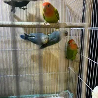 طوطی‌ برزیلی اصیل خانگی