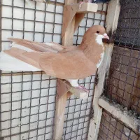 کفتر رنگی|پرنده|شیراز, شاه قلی بیگی|دیوار