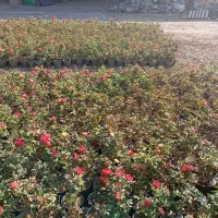 گل کاری و باغچه سازی وهرس|خدمات باغبانی و درختکاری|قم, آزادگان|دیوار