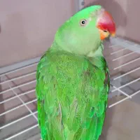 شاه طوطی نر|پرنده|فردیس, فردیس|دیوار