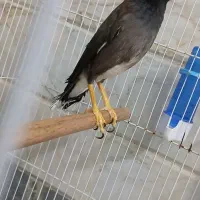 مینا با قفس