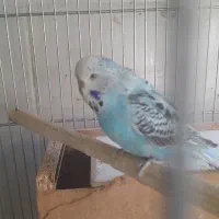 دوجفت مرغ عشق انگلیسی و۳تا ماده