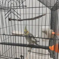 عروس هلندی سینامون نر شاه تخم اهلی|پرنده|آبادان, |دیوار