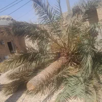 بریدن نخل حرس نخل سمپاشی نخل درآوردن ریش نخل|خدمات باغبانی و درختکاری|اهواز, نادری|دیوار