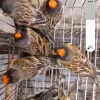 گلبسر قناری