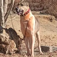 سگ سرابی|سگ|مبارکه, |دیوار