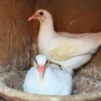 ماده آلمانی پلاکی خون خالص «کار داده»|پرنده|شاهینشهر, گرگاب|دیوار