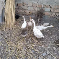 غاز دورگ|حیوانات مزرعه|دره شهر, |دیوار