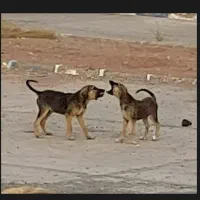 دو قلاده توله سگ نژاد میکس|سگ|رشت, گیل|دیوار