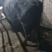 گاو گوشتی سه شکم