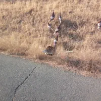 بقلمون فروشی