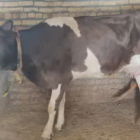 گاو با گوساله