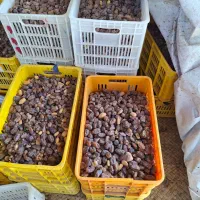 خرمای کبکاب درجه یک فله و بسته بندی|خوردنی و آشامیدنی|شیراز, بازار|دیوار