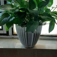 گل طبیعی