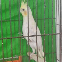 عروس‌هلندی‌معاوضه