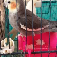 فروش عروس هلندی