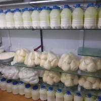 پخش عمده لبنیات سنتی مایان