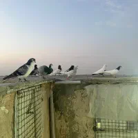 کبوتریاکفتربوم همه نرپرشی همه باهم ۴/۵۰۰