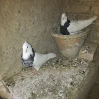 کبوتر طوقی پالخت|پرنده|اصفهان, هزارجریب|دیوار
