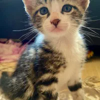 واگذاری گربه|گربه|رشت, باهنر|دیوار