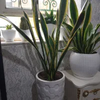 گل و گیاه|گل و گیاه طبیعی|شاهین دژ, |دیوار