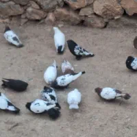 کبوتر سینه سیاه و سرخ و کله دمسبز و دمسیاه